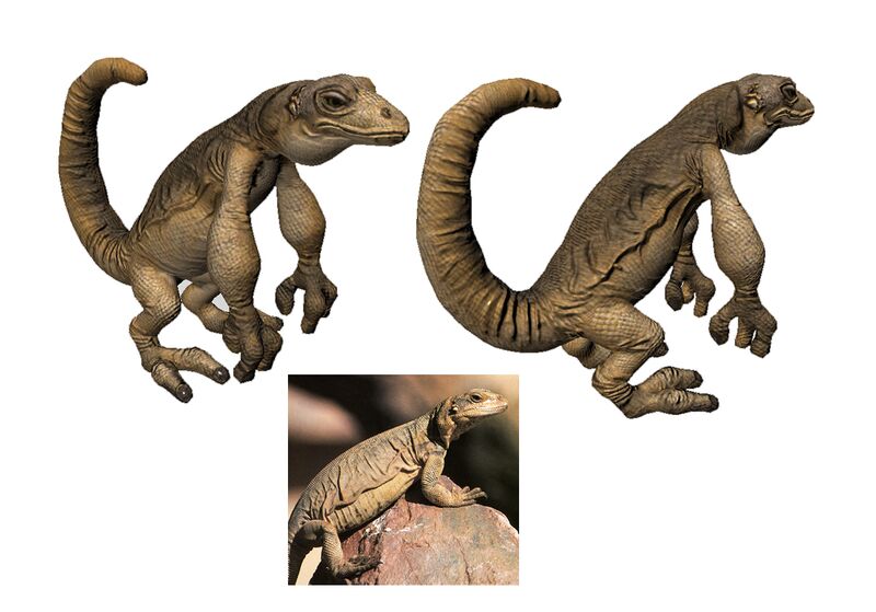 File:Lizard.jpg
